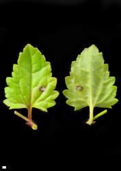 Veronica calycina. Leaf surfaces, adaxial (left) and abaxial (right). Scale = 1 mm.
 Image: P.J. Garnock-Jones © P.J. Garnock-Jones CC-BY-NC 3.0 NZ